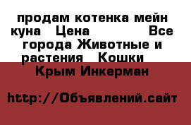 продам котенка мейн-куна › Цена ­ 35 000 - Все города Животные и растения » Кошки   . Крым,Инкерман